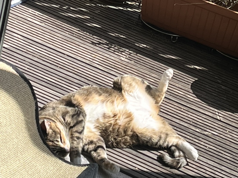 The One after the One where the Excellent Cats posed for a calendar