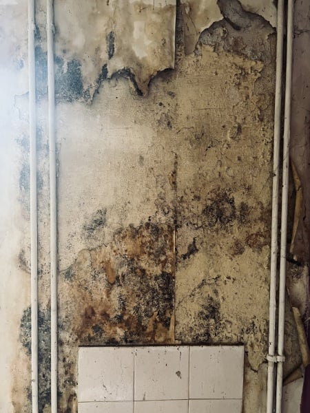 To be scared to sleep because there’s a rat in my house?