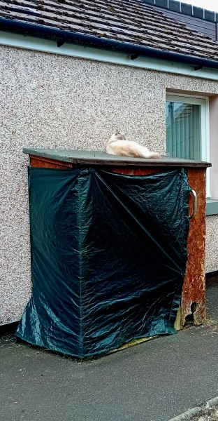 The One after the One where the Excellent Cats posed for a calendar