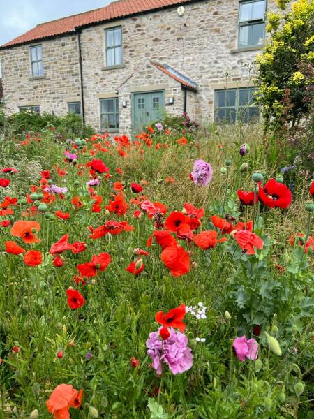 Any ‘wild’ gardeners here?