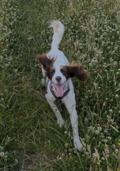 Adolescent Dog Survival Thread - welcome to the teenage wasteland