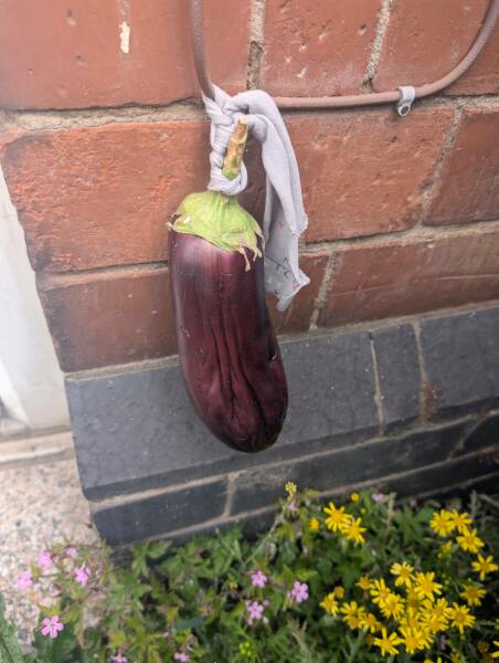 Aubergine Symbolism?