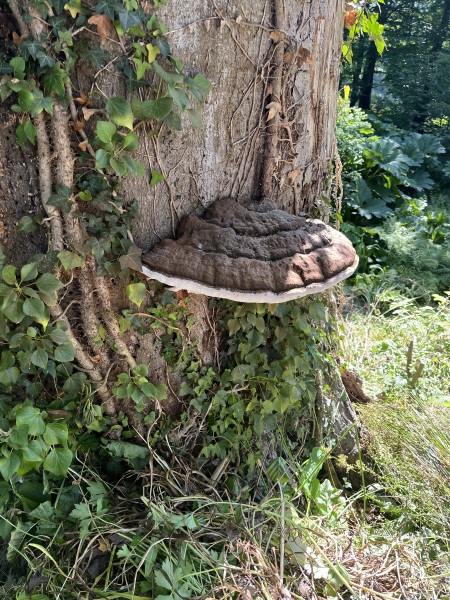 Thread 27 Starmer: He's a very clever cat