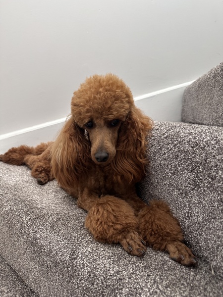 Poodle or doodle? (Lighthearted game)