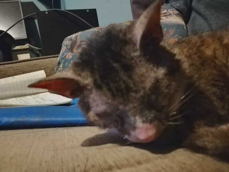 The One after the One where the Excellent Cats posed for a calendar