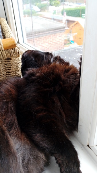 Thread 27 Starmer: He's a very clever cat