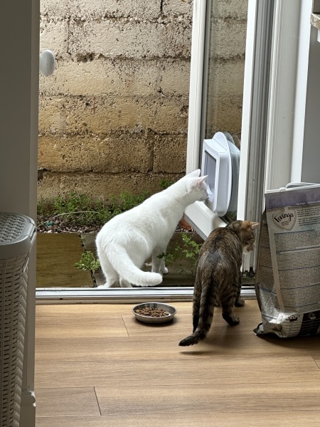 The One after the One where the Excellent Cats posed for a calendar