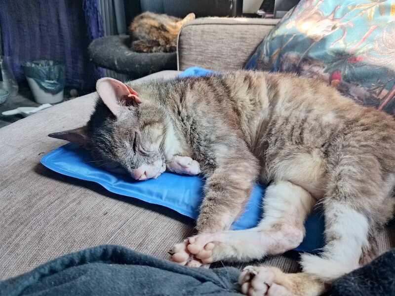 The One after the One where the Excellent Cats posed for a calendar