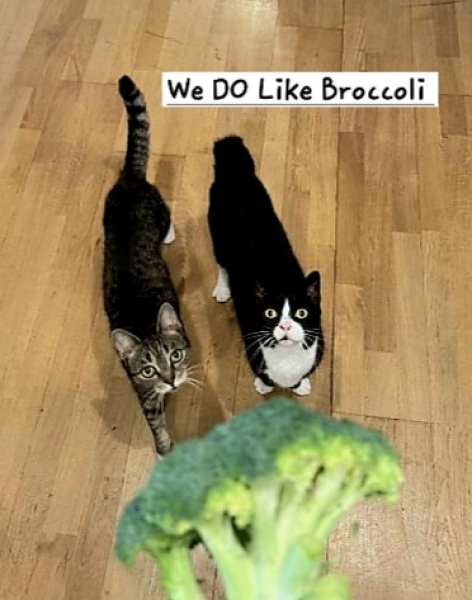 The One after the One where the Excellent Cats posed for a calendar