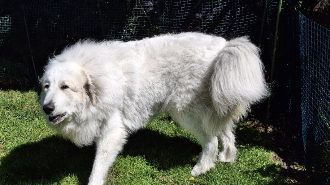 Adolescent Dog Survival Thread - welcome to the teenage wasteland