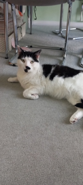 The One after the One where the Excellent Cats posed for a calendar