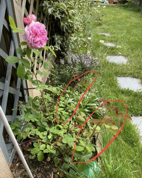 Training climbing rose - should I cut these?