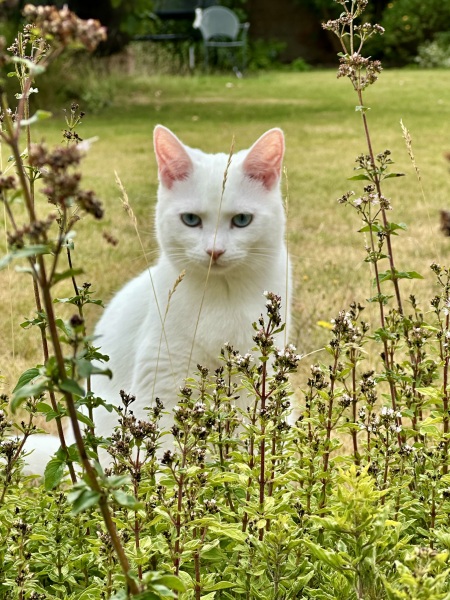 The One after the One where the Excellent Cats posed for a calendar