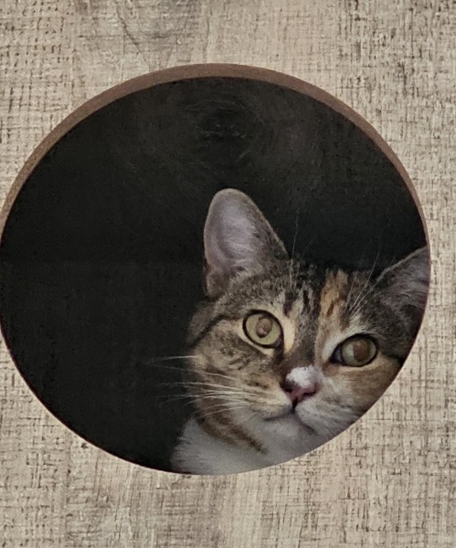 The One after the One where the Excellent Cats posed for a calendar