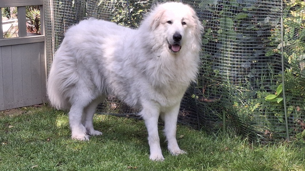 Adolescent Dog Survival Thread - welcome to the teenage wasteland