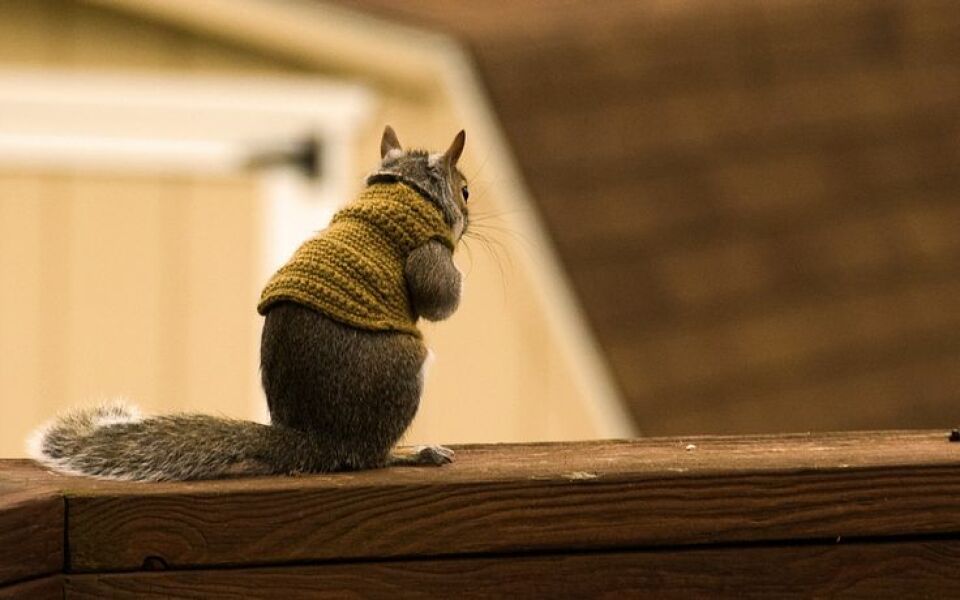 NHS Fife tries to silence nurse - Sandie Peggie vs NHS Fife Health Board and Dr Beth Upton - thread #29