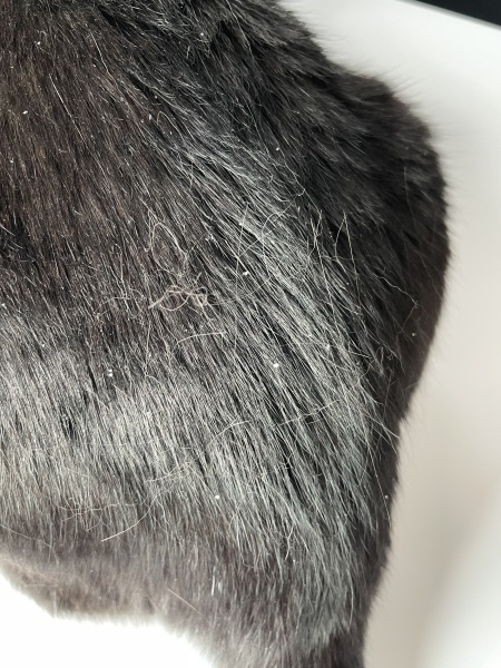 Cat hates being brushed/combed