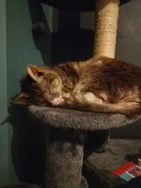 The One after the One where the Excellent Cats posed for a calendar