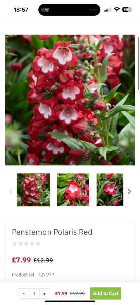 What is this flower please?