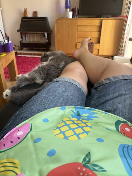 Pampered, Persian, Princess Penelope