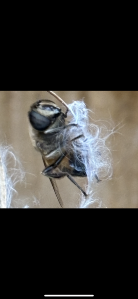 What insect is this?