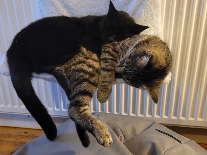 Can I just show you my two foster fails...