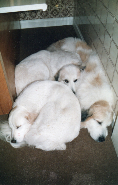 Adolescent Dog Survival Thread - welcome to the teenage wasteland