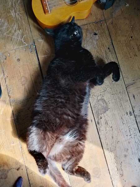 The One after the One where the Excellent Cats posed for a calendar