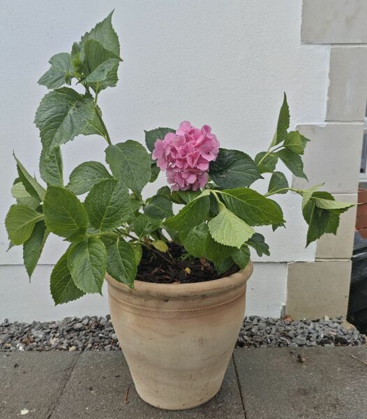 Annoying bright pink hydrangea