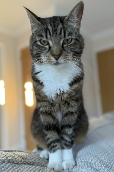 Advice on taking in a very pregnant cat
