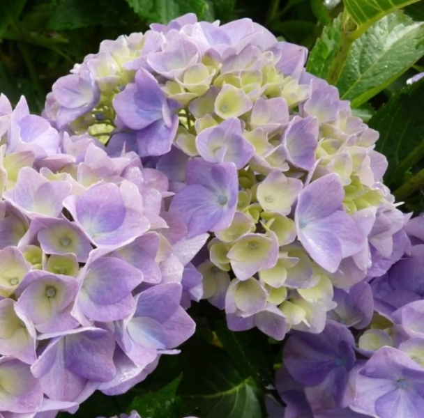 Annoying bright pink hydrangea