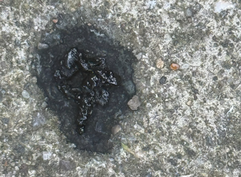 What kind of Animal dropping is this?