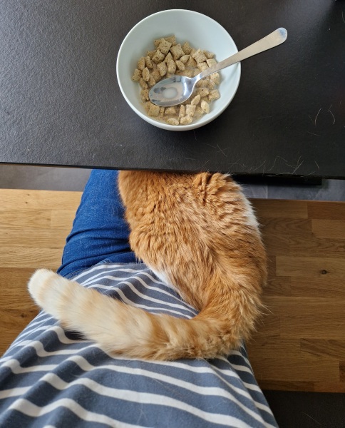 The One after the One where the Excellent Cats posed for a calendar