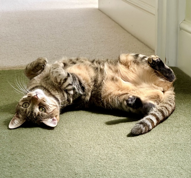 The One after the One where the Excellent Cats posed for a calendar