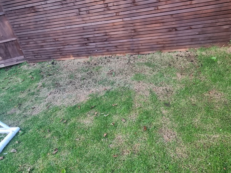 Any grass experts here ?