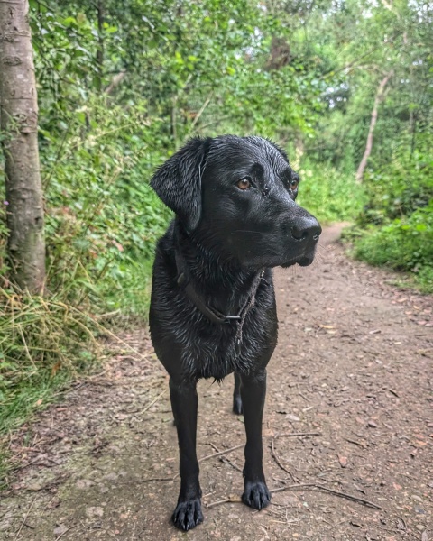 Adolescent Dog Survival Thread - welcome to the teenage wasteland