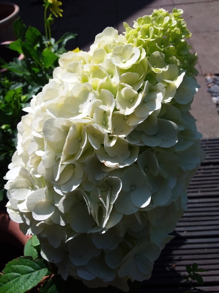 Plant ID please? Some type of glorious hydrangea? (pics)