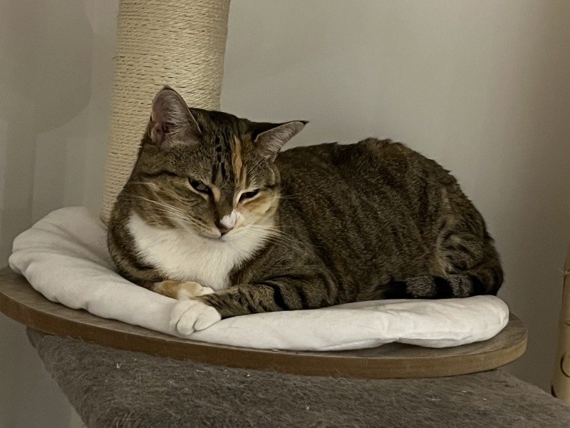 The One after the One where the Excellent Cats posed for a calendar