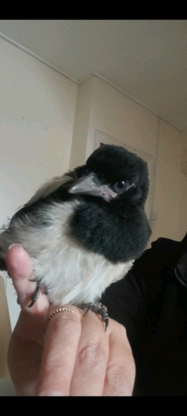 To do something at work I've already been bollocked for and received a warning for twice?