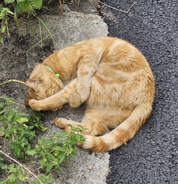 The One after the One where the Excellent Cats posed for a calendar