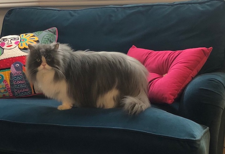 Pampered, Persian, Princess Penelope