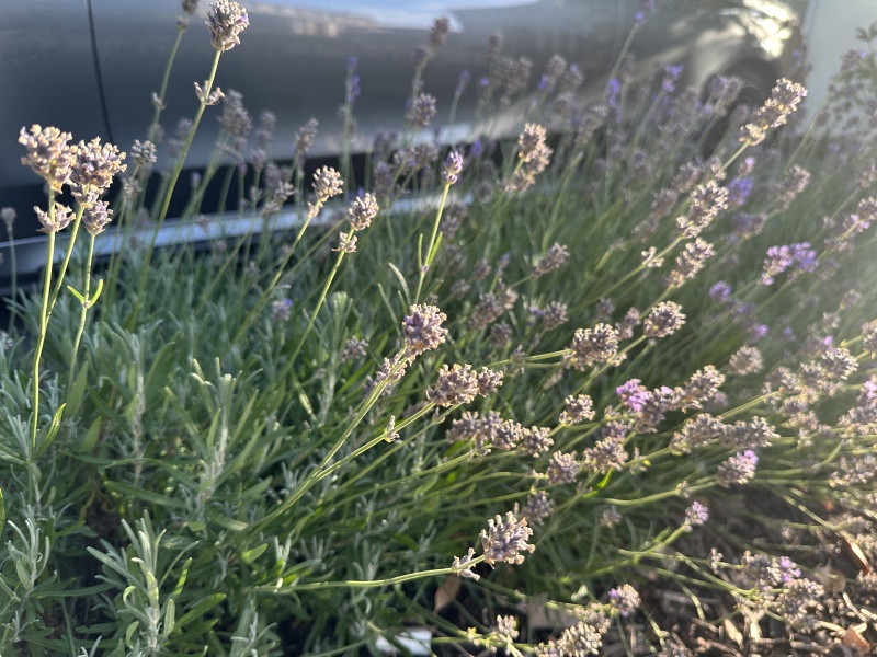 Help with lavender hedge pruning