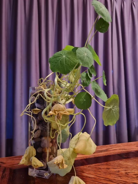 Need some advice about (possibly) nasturtium rooted in water
