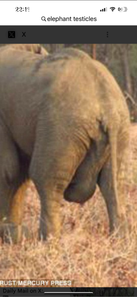 Auggies mj thread 15