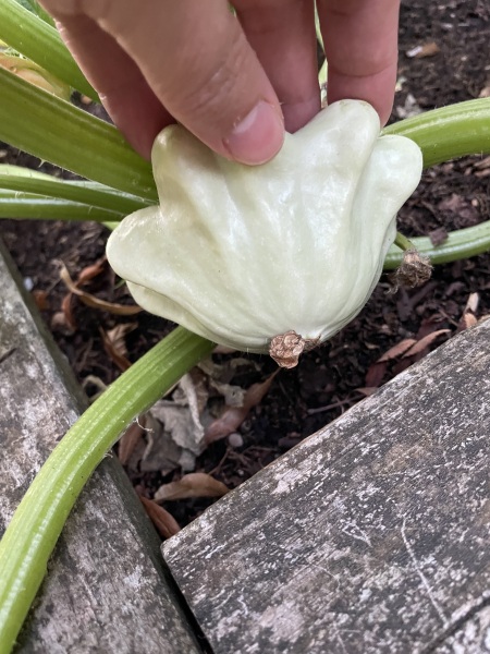 The Vegetable Patch 2024/2025