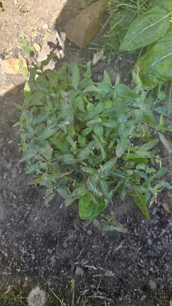 Have I pruned the salvia correctly?