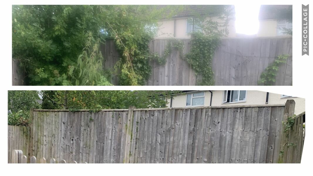 Neighbours causing such a fuss about ivy! Really?