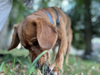 Adolescent Dog Survival Thread - welcome to the teenage wasteland