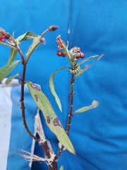 Weeds Have Rights Too !