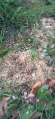 Help me identify this thing my dog just ate in the Park